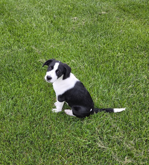 Pecan, an adoptable Labrador Retriever in Marine City, MI