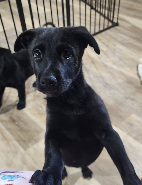 Chase, an adoptable Shepherd in Marine City, MI