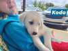 Koda