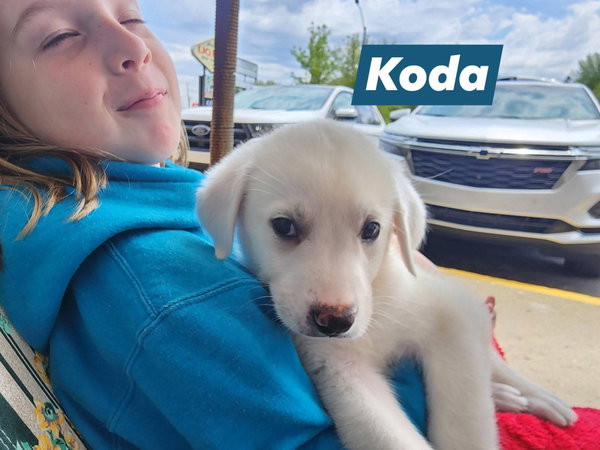 Koda
