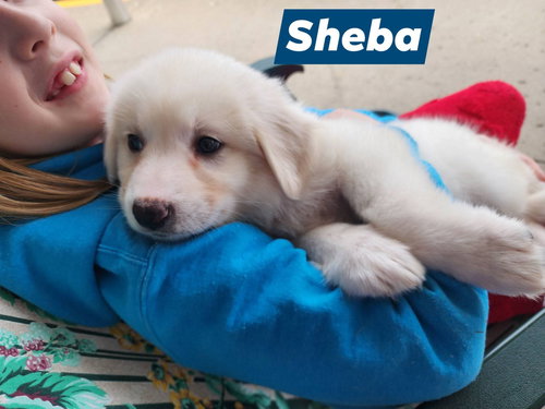 Sheba, an adoptable Great Pyrenees in Marine City, MI
