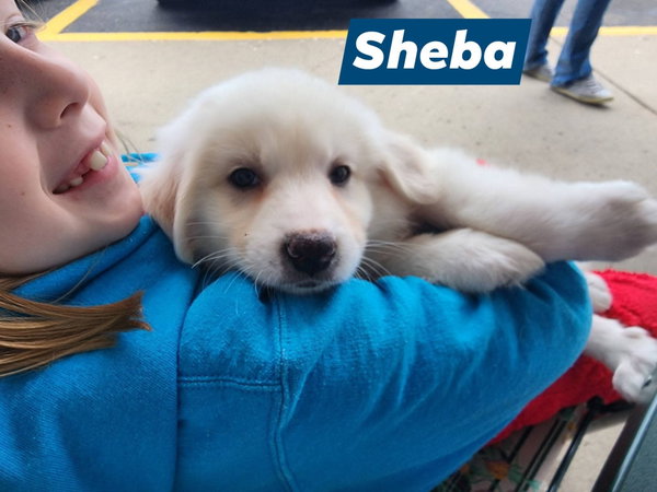 Sheba