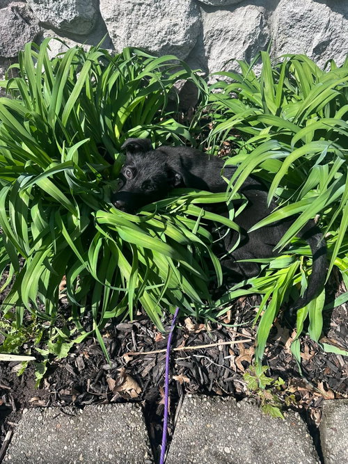 Everest, an adoptable Shepherd in Marine City, MI