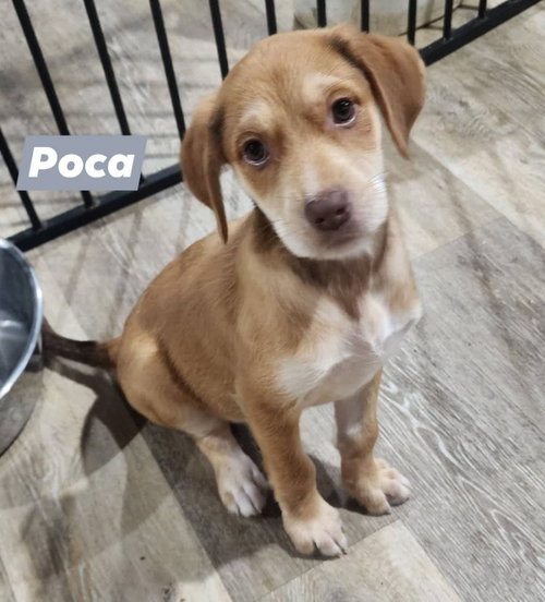 Princess Pocahontas (Poca), an adoptable Catahoula Leopard Dog in Marine City, MI
