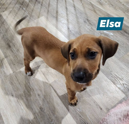 Princess Elsa, an adoptable Catahoula Leopard Dog in Marine City, MI