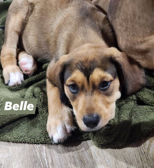 Princess Belle