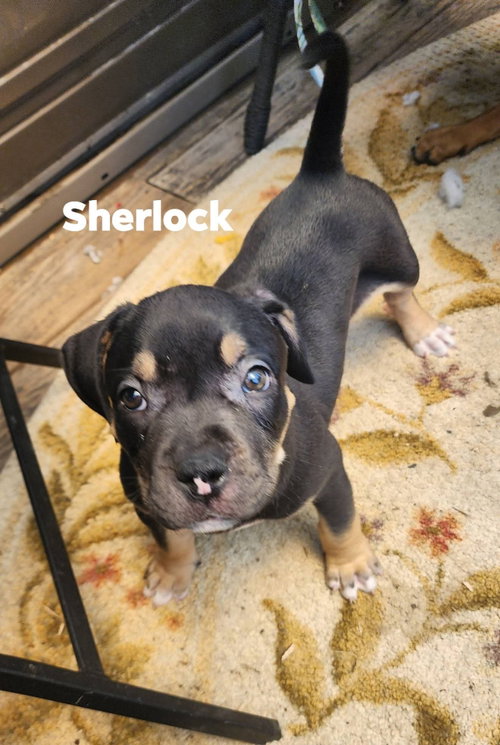 Sherlock photo 2