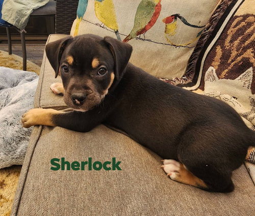Sherlock photo 3