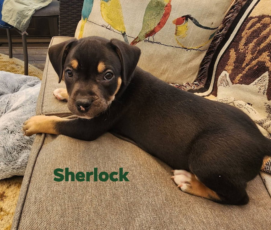 Sherlock