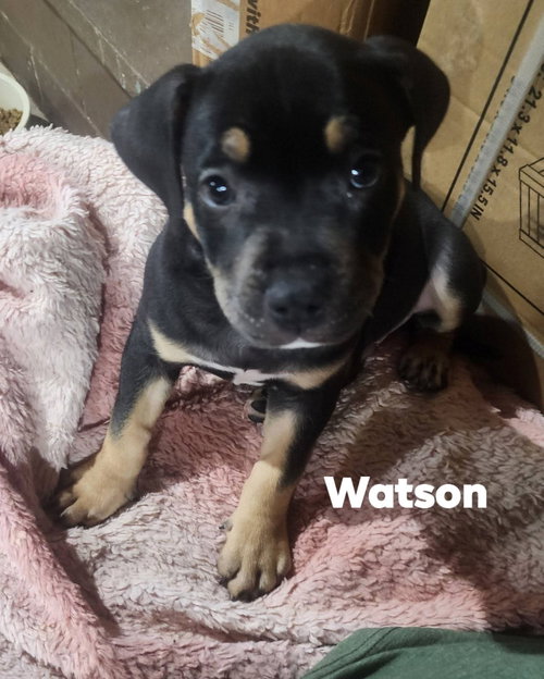 Watson photo 2