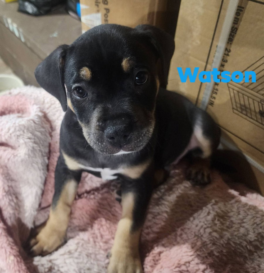 Watson