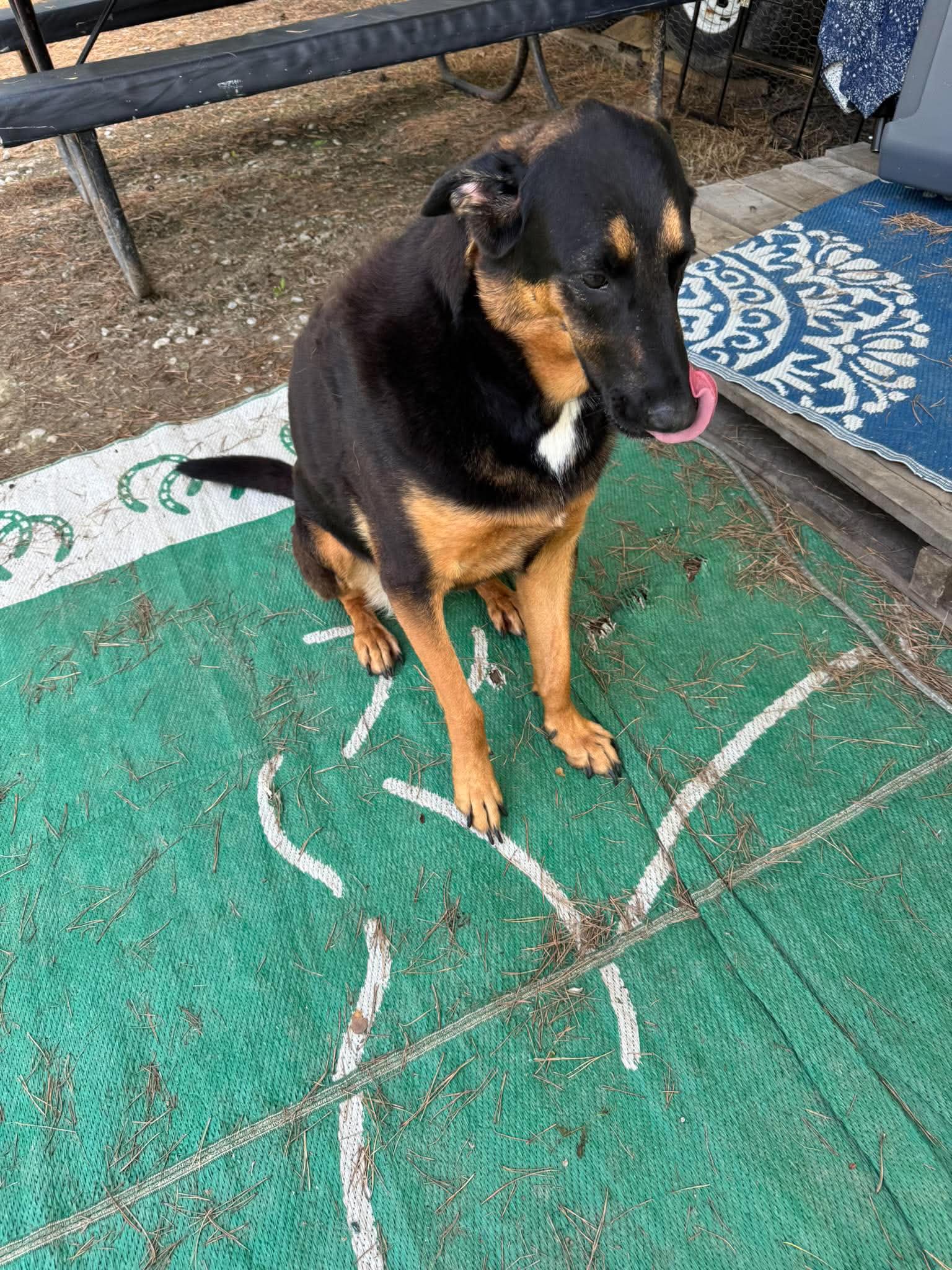 Daisy - German Shepherd Dog