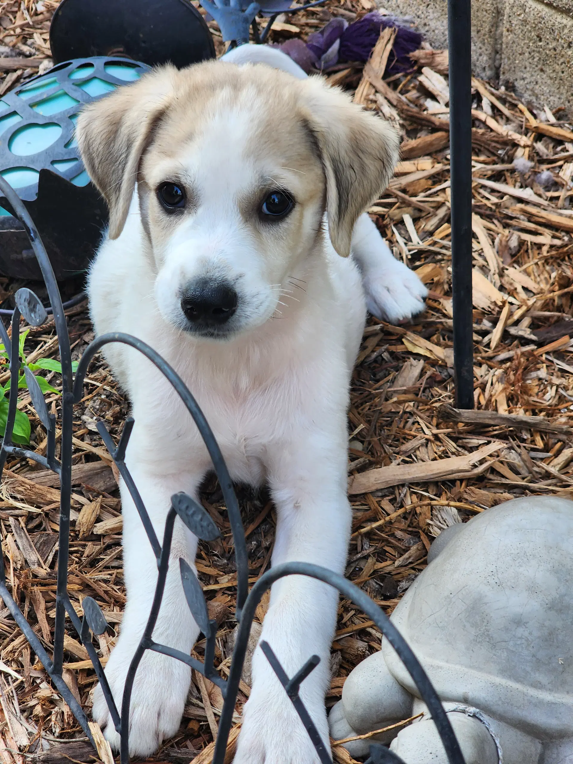 Yedi - Great Pyrenees