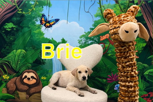 Brie