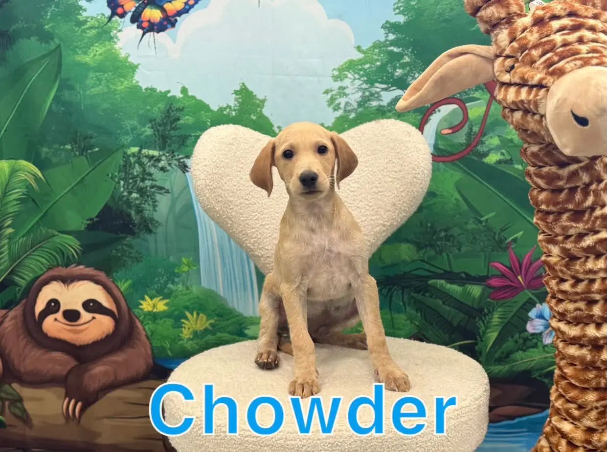 Chowder - Terrier