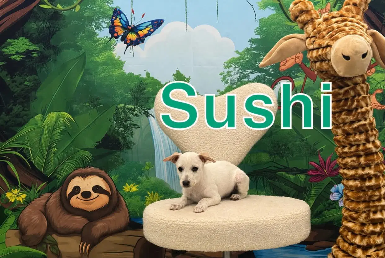 Sushi - Terrier