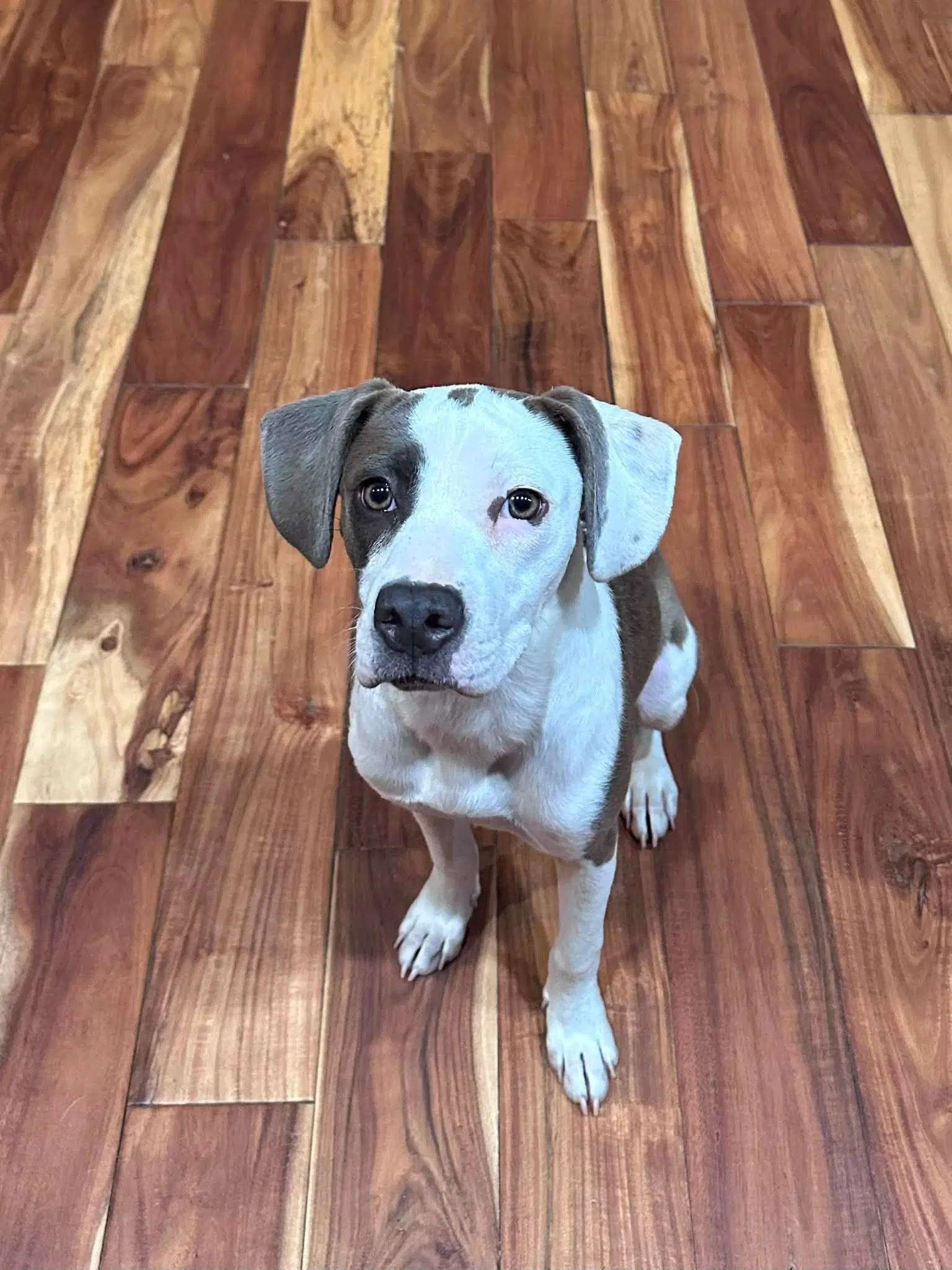 Xena - Terrier