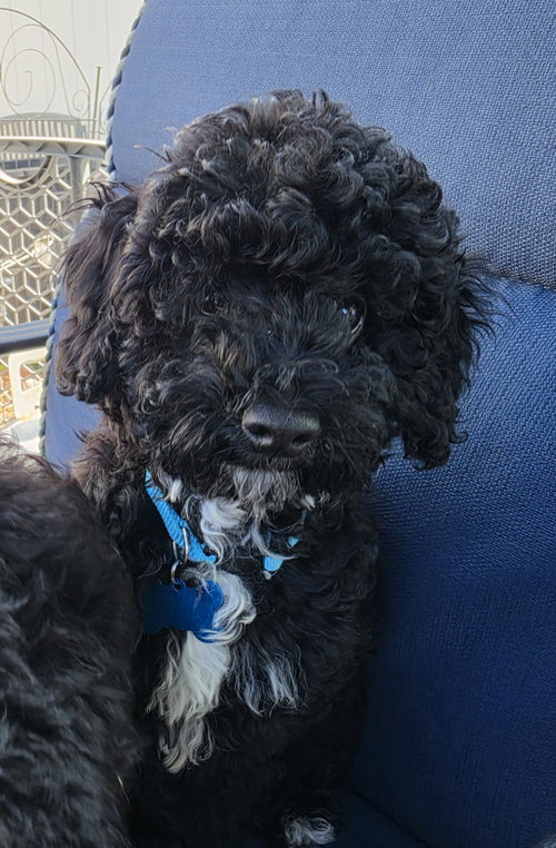 Bart, an adoptable dog