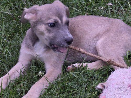 Mona, an adoptable dog