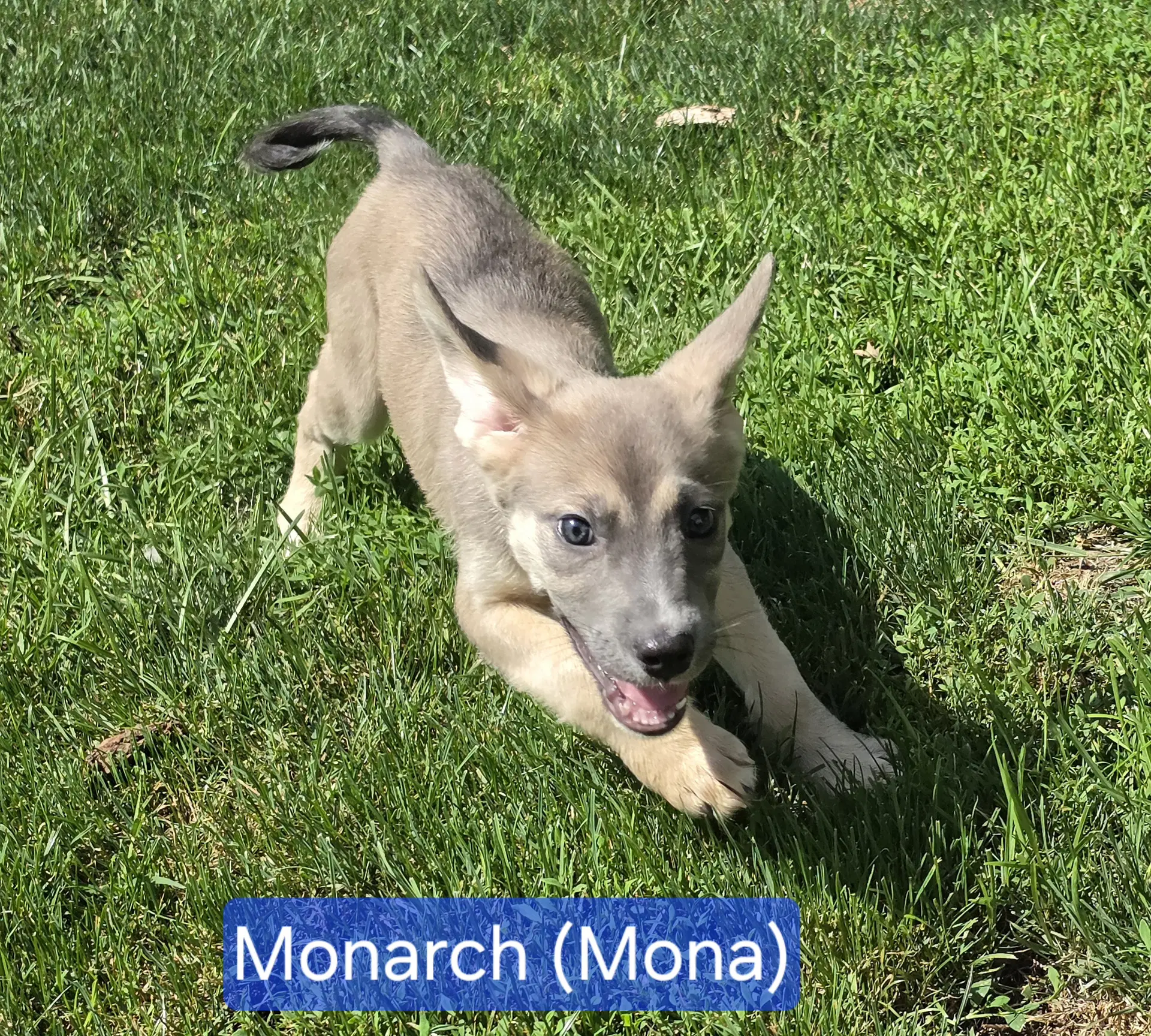Mona image 3