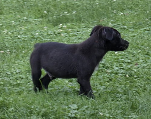 CHIP, an adoptable dog