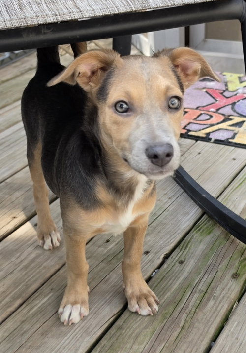 Deva, an adoptable dog