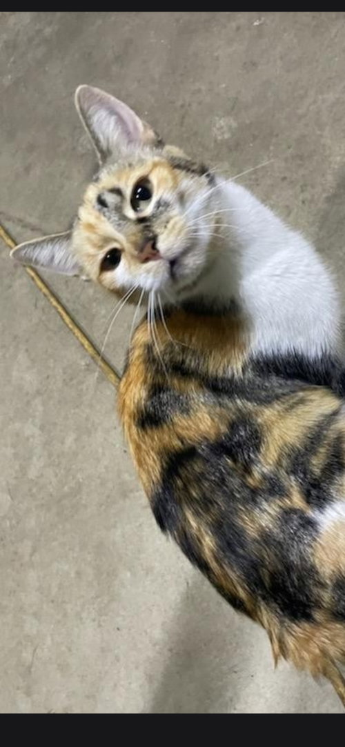 Kali Kat