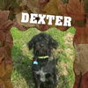 DEXTER