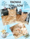 THOMAS TOM~TOM