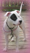 Stella