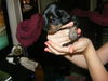 Bonnie-Black & Tan female #4