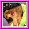 Josie