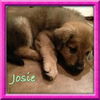 Josie