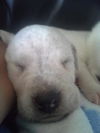Rudy