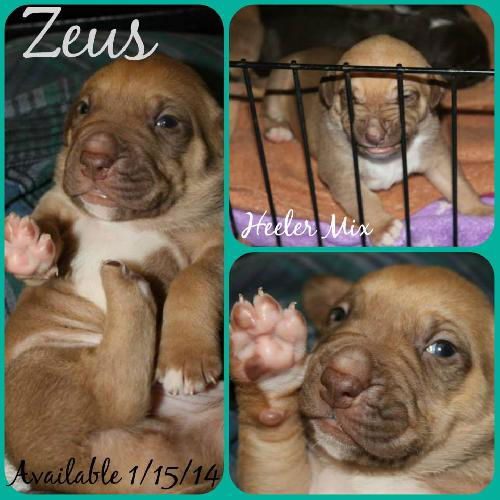 Zeus