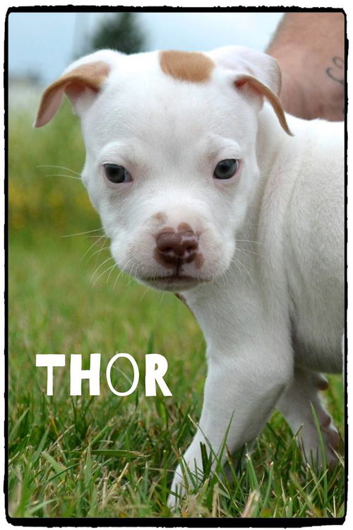 Thor