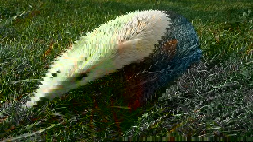 Spike