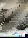 Symon
