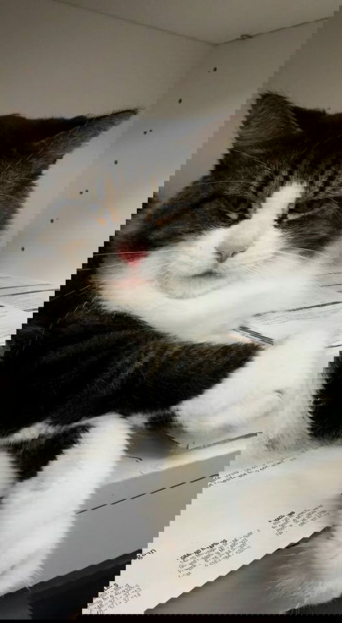 Gus Gus