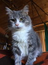 Karlina