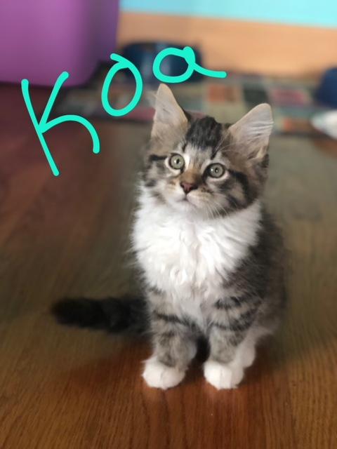 Koa