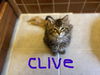 Clive