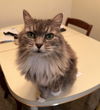 Fifi