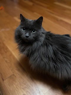 KitKat