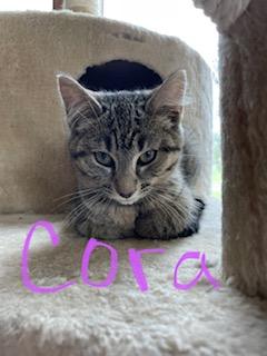 Cora