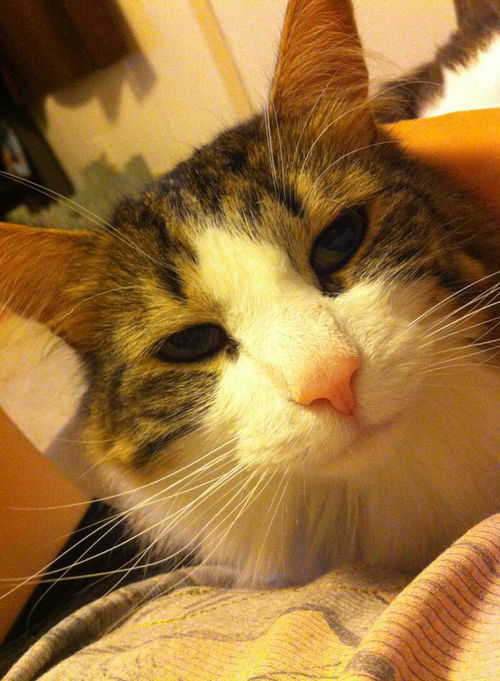 Kody - Courtesy Post