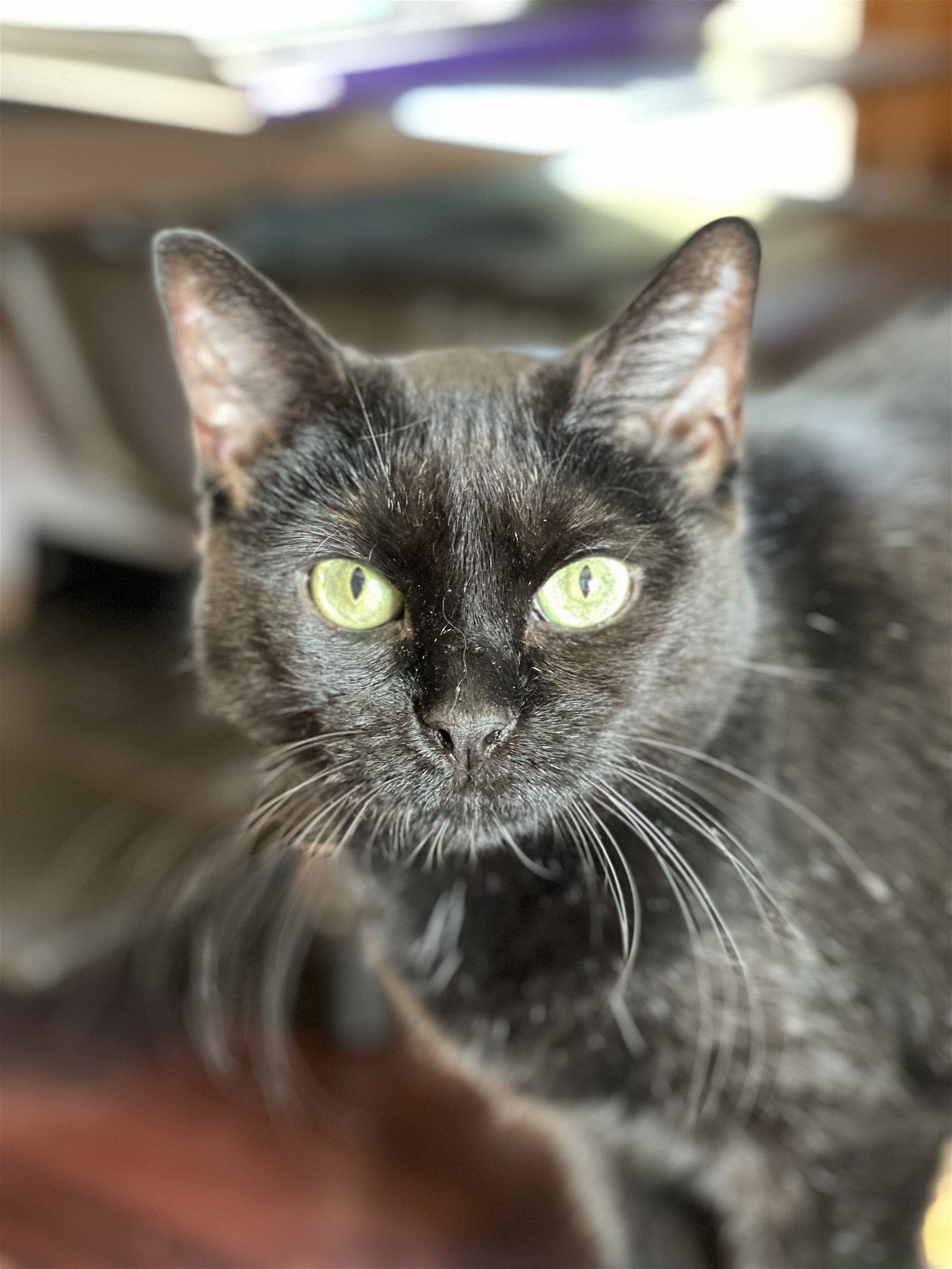 adoptable Cat in Absecon, NJ named Sabrina