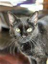 adoptable Cat in absecon, NJ named Sabrina