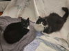 Stormy & Buddy Courtesy Post