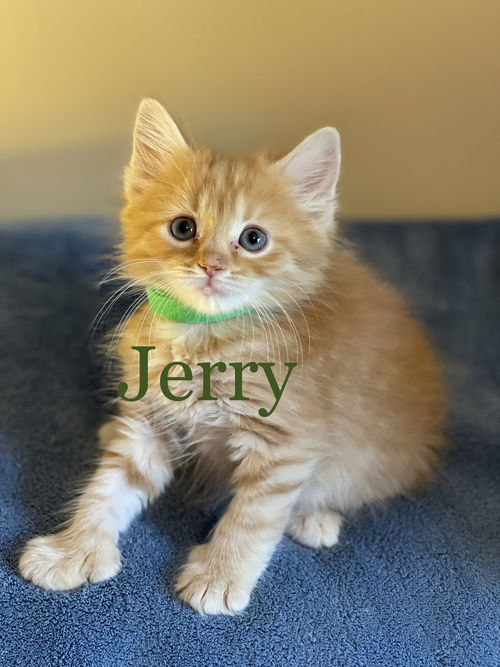 Jerry ll